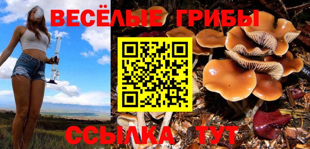 Ртищево  Псилоцибиновые грибы Cubensis  Галлюциногенные грибы Cubensis  Вход с VPN 